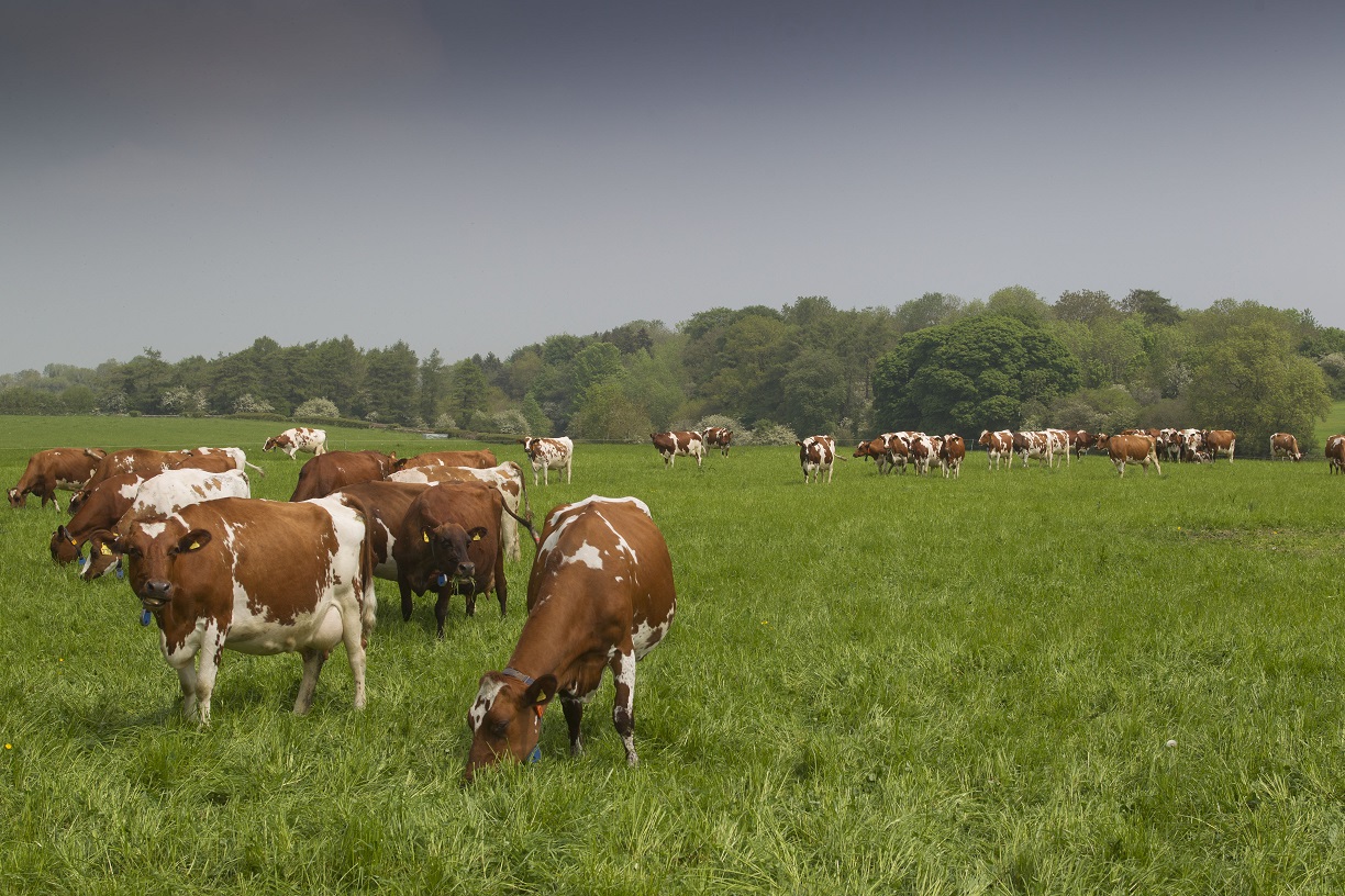 a herd of cows grazing in a field